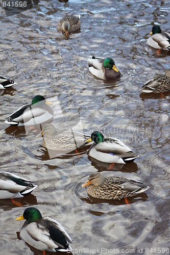 Image of Mallard ducks.