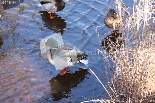 Image of Mallard ducks.