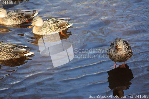 Image of Mallard ducks.