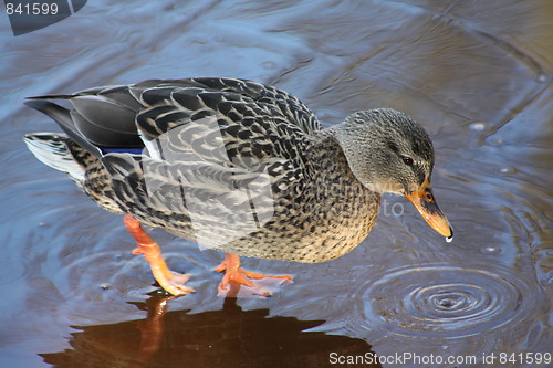Image of Female duck on ice.