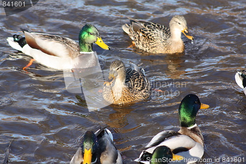 Image of Mallard ducks.