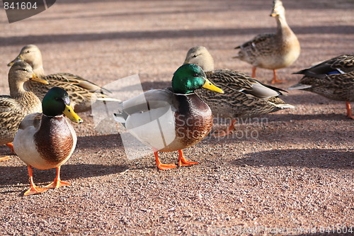 Image of Mallard ducks.