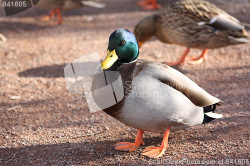 Image of Mallard ducks.
