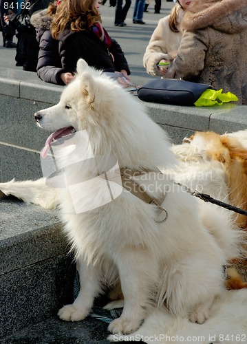 Image of Husky dog