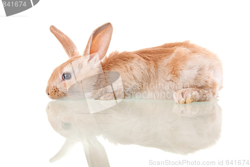 Image of beautiful bunny lying