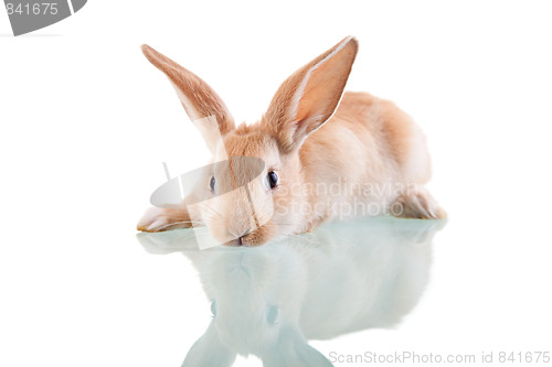 Image of beautiful bunny lying 