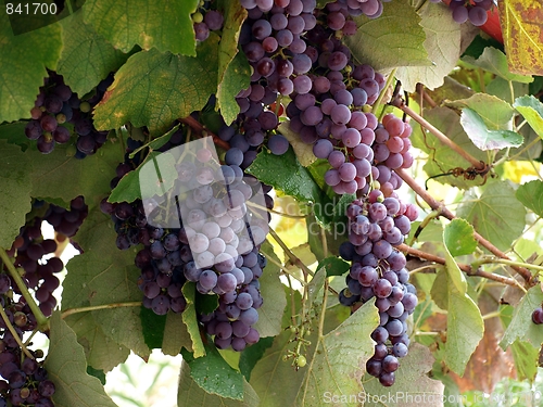 Image of Wine Clusters