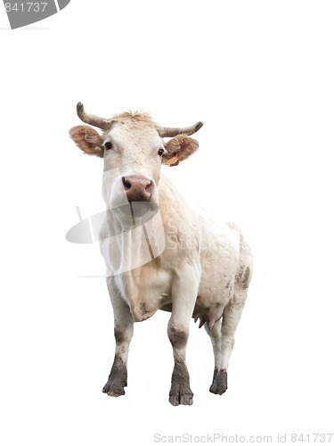 Image of Cow on white