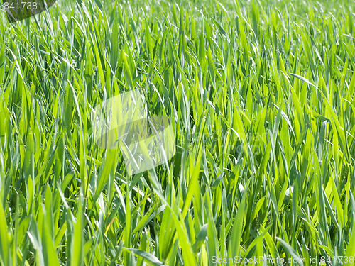 Image of Green wheat background