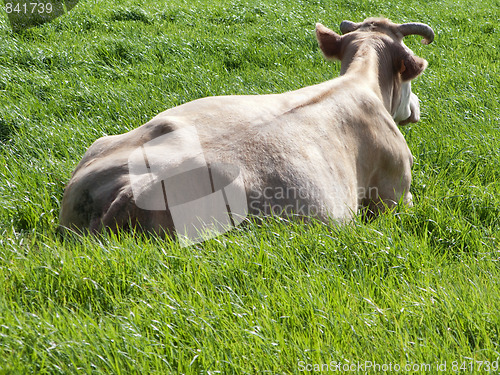 Image of Cow in fresh grass