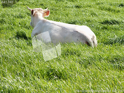 Image of Cow in fresh grass