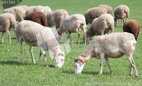 Image of Group of sheep