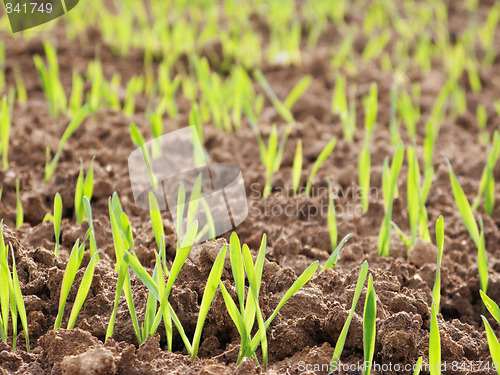 Image of Young wheat