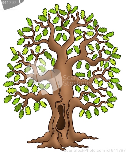 Image of Oak tree