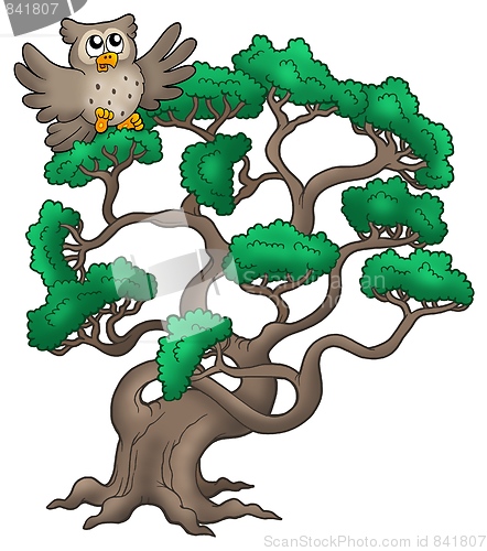 Image of Big pine tree with cartoon owl