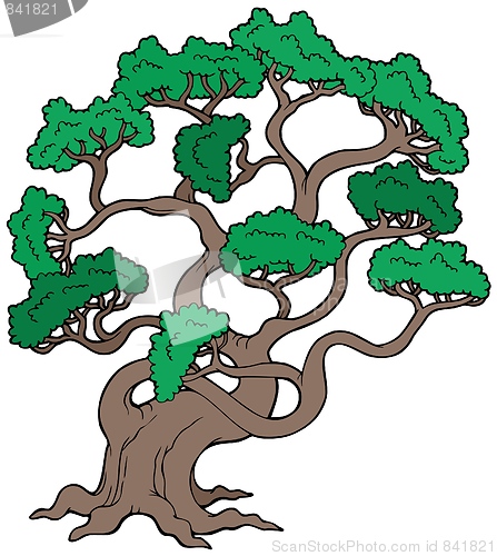Image of Big pine tree