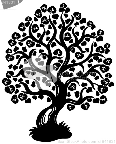 Image of Lime tree silhouette
