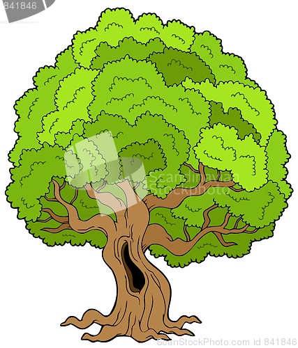 Image of Big leafy tree