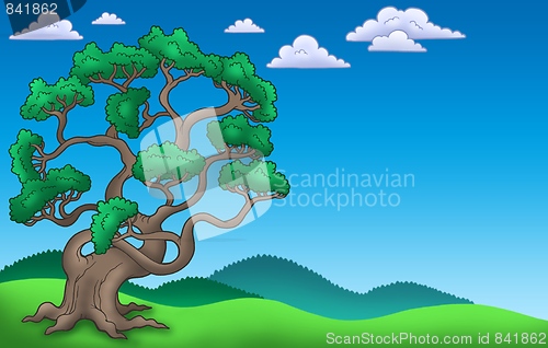 Image of Landscape with big pine tree