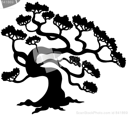 Image of Pine tree silhouette