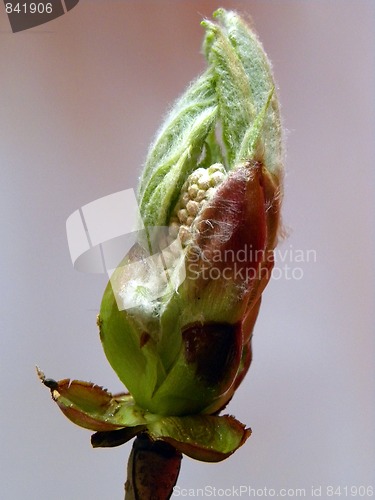 Image of Kastanien Buds