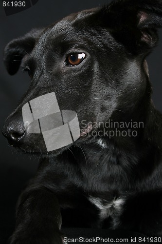 Image of Mixed Breed Puppy