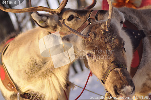 Image of reindeer love