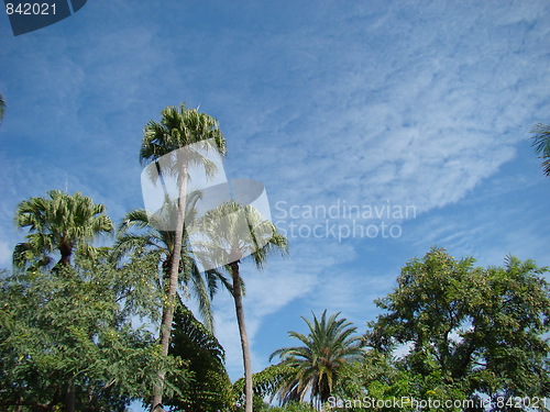 Image of Palm trees.