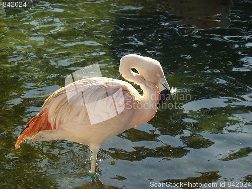 Image of Pink flamingo.