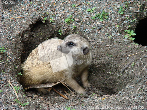 Image of A Meerkat.