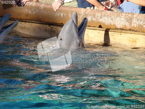 Image of A dolphin.