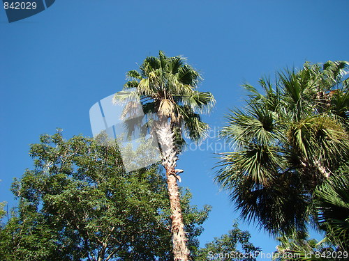 Image of Palm trees.