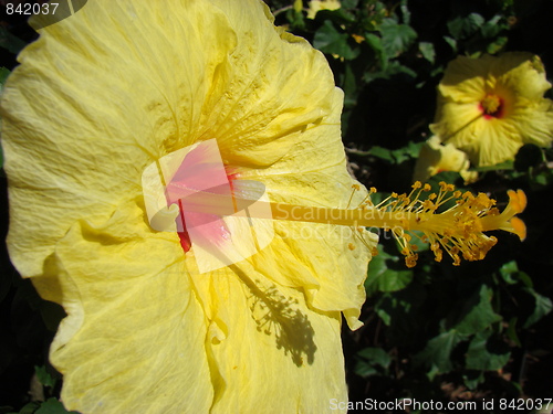Image of Yellow flower.