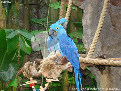 Image of Beautiful birds.