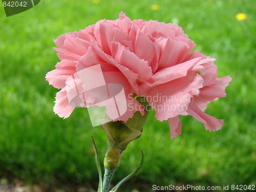 Image of Carnation flower.