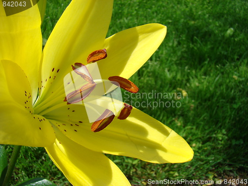Image of Flower.