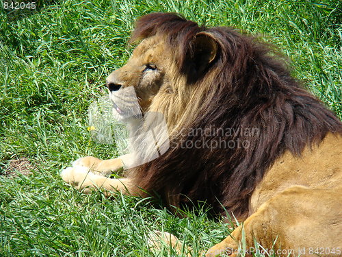 Image of Male lion at the zoo.