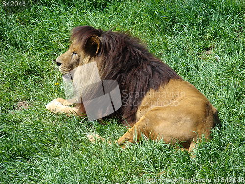 Image of Male lion at the zoo.