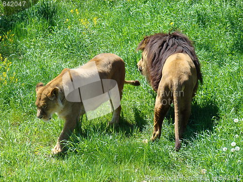 Image of Male and female lions.