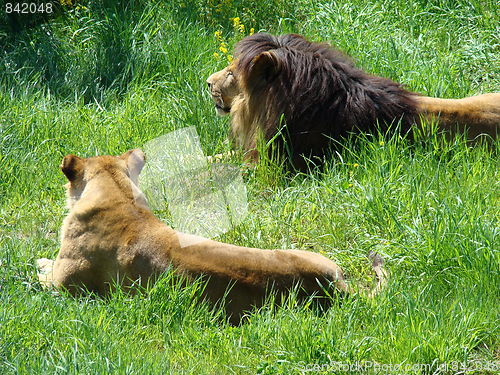 Image of Male and female lions.