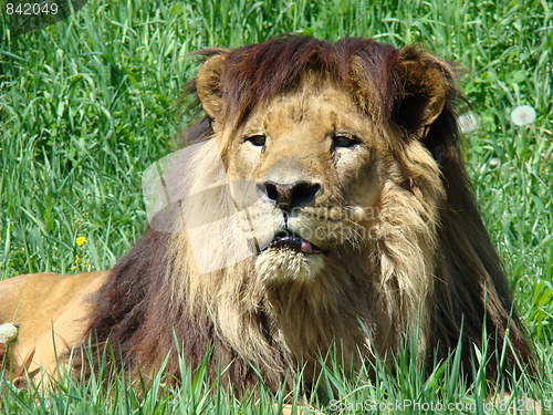 Image of Male lion at the zoo.