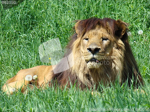 Image of Male lion at the zoo.