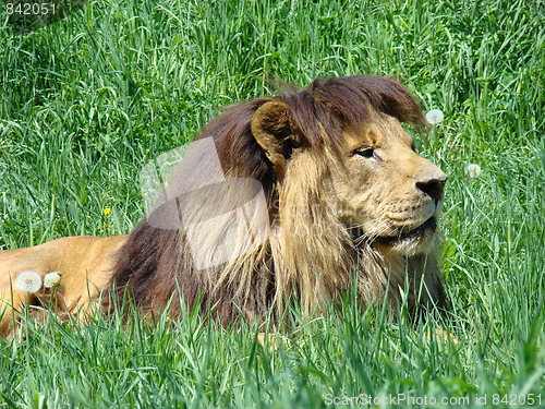 Image of Male lion at the zoo.