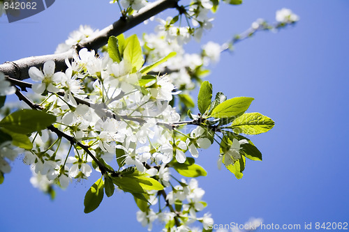 Image of Blossoming flowers