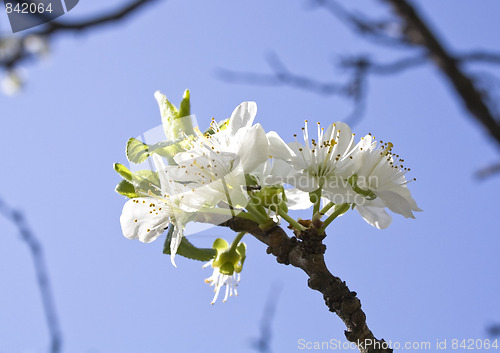 Image of Flowers