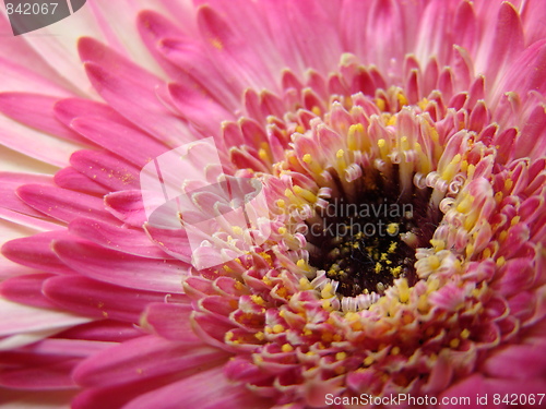 Image of Time for flowers.