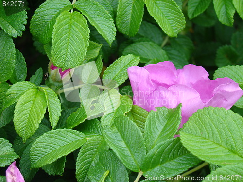 Image of Time for flowers.