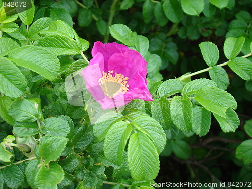 Image of Time for flowers.