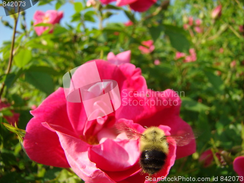 Image of Time for flowers.