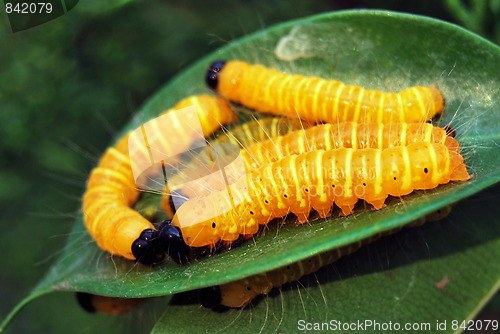 Image of Caterpillar